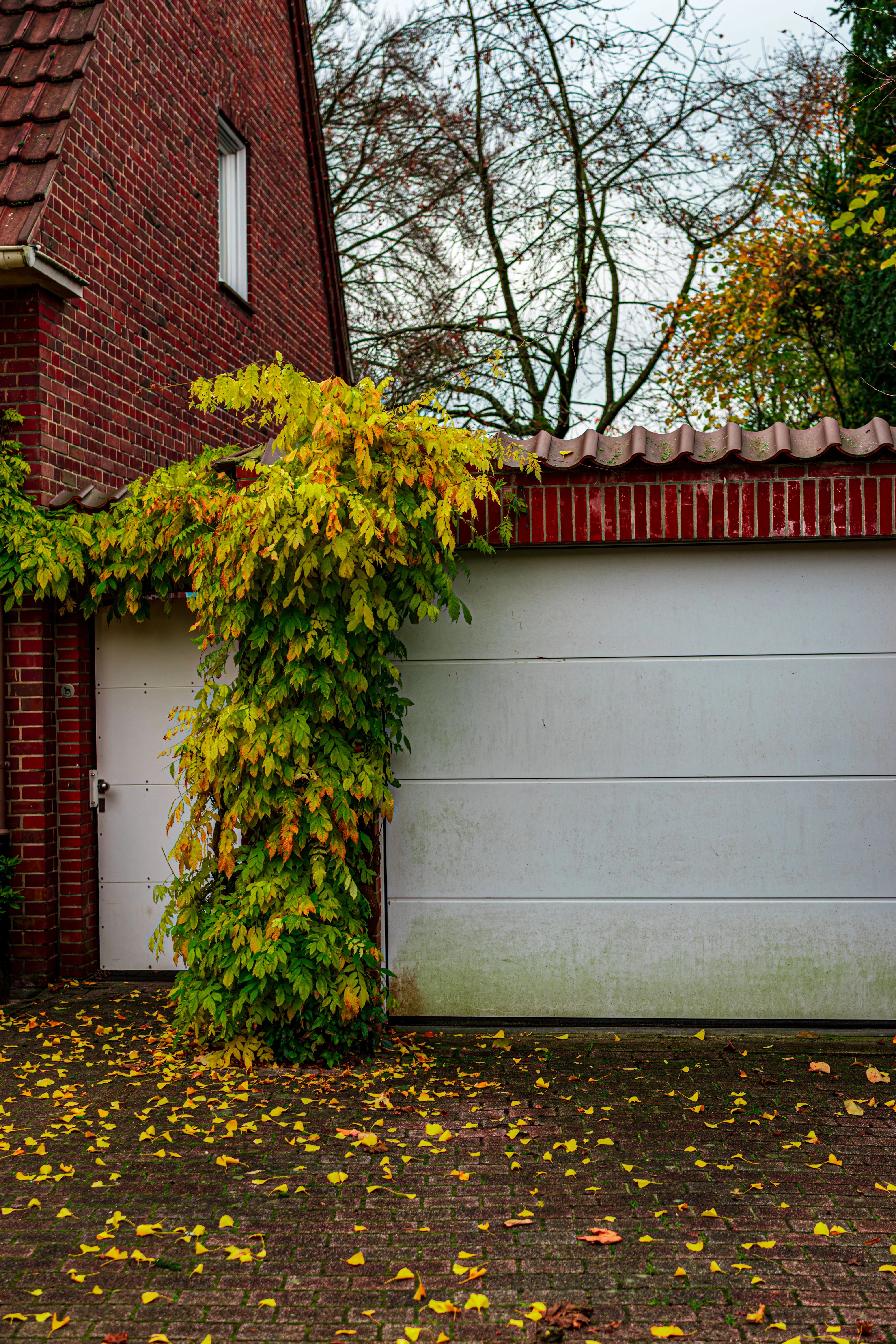 Residential garage door in Issaquah